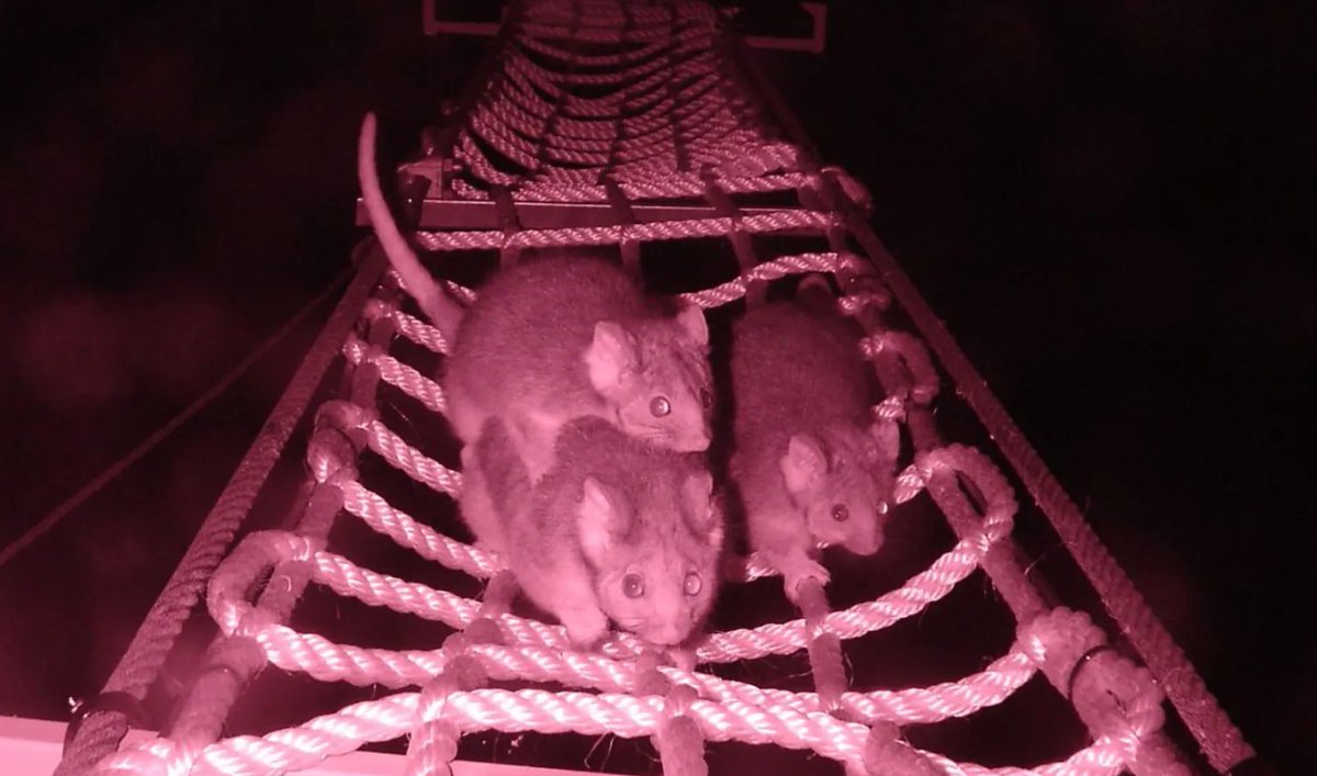 Eekhoornbrug in Australië waar ook andere dieren gebruik van maken.  https://www.smh.com.au/technology/hume-highway-rope-bridges-help-revive-squirrel-glider-population-20150706-gi5teh.html