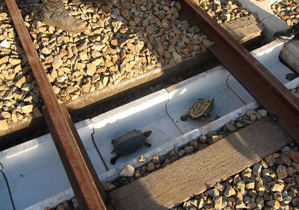 Tunnel voor schildpadden onder het spoor in Kobe, Japan.  https://www.independent.co.uk/news/world/asia/japanese-rail-workers-build-special-tunnels-to-save-turtles-from-train-deaths-a6757466.html