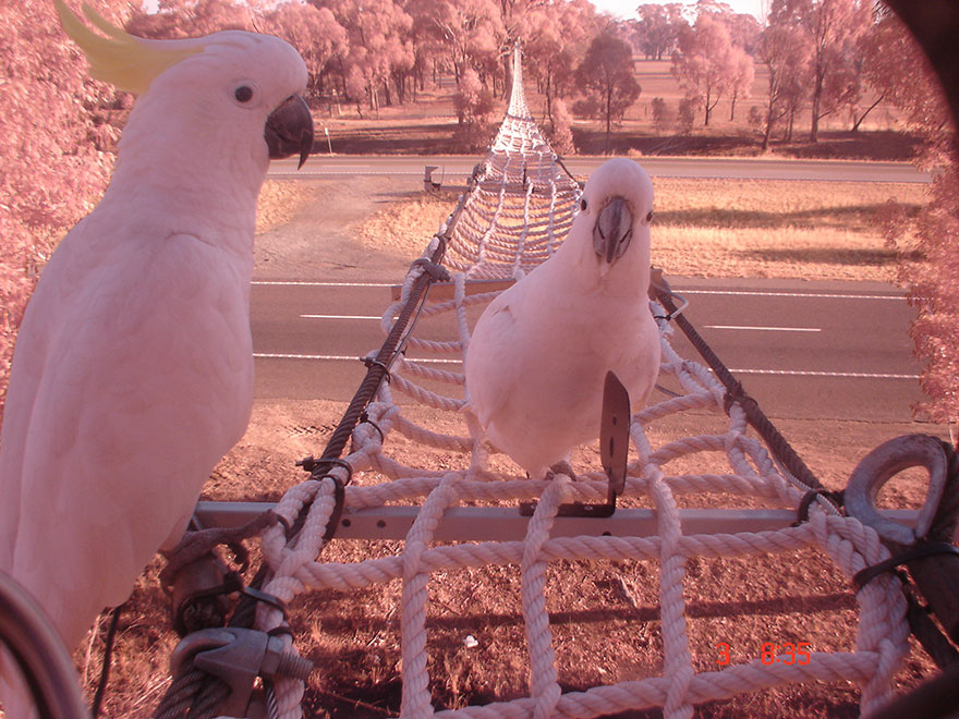 Eekhoornbrug in Australië waar ook andere dieren gebruik van maken.  https://www.smh.com.au/technology/hume-highway-rope-bridges-help-revive-squirrel-glider-population-20150706-gi5teh.html