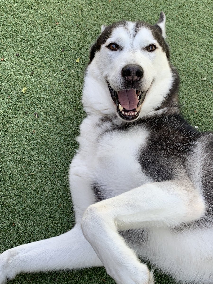 His face when you tell him hes off to the vets!!!! 😂😂 #dogsoftwitter #husky