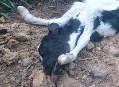 PETAUK's tweet photo. “I could never give up cheese.”

But they didn’t want to give up their lives. #GoVegan https://t.co/iXlj9V31Xx