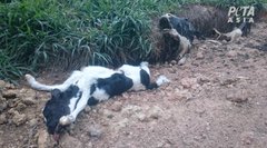 PETAUK's tweet photo. “I could never give up cheese.”

But they didn’t want to give up their lives. #GoVegan https://t.co/iXlj9V31Xx