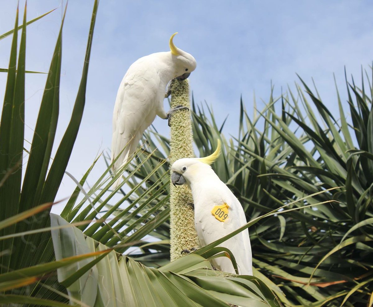 Xanthorrhoea flower spike = lollipop 🍭

We think of cockies eating seeds, they also eat flowers, leaves, roots, &amp; fruit. <a href="/DrBarbaraKlump/">Dr Barbara Klump</a> continues to document an increasing diversity of plants eaten by cockies

Burt (009) is pictured, reported via the Wingtags app