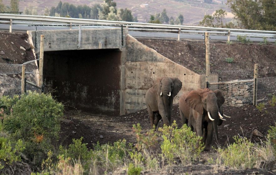 Olifantentunnel in Kenia.