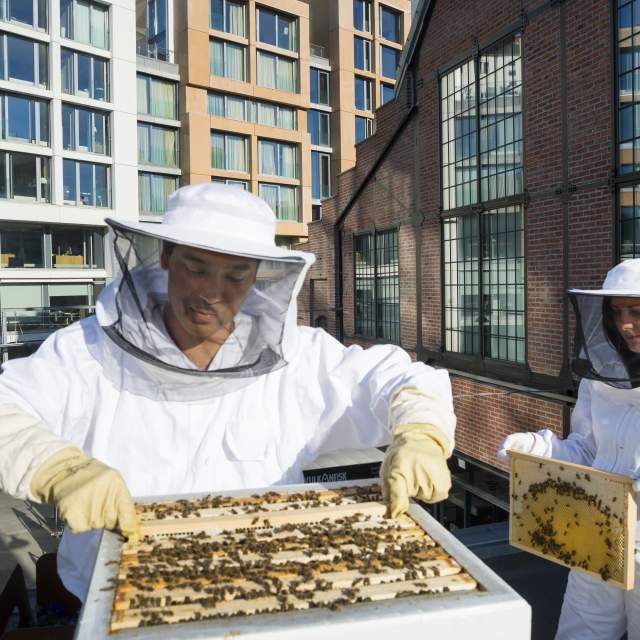 In Oslo hebben ze een 'snelweg' voor bijen.  https://www.theguardian.com/environment/2015/jun/25/oslo-creates-worlds-first-highway-to-protect-endangered-bee