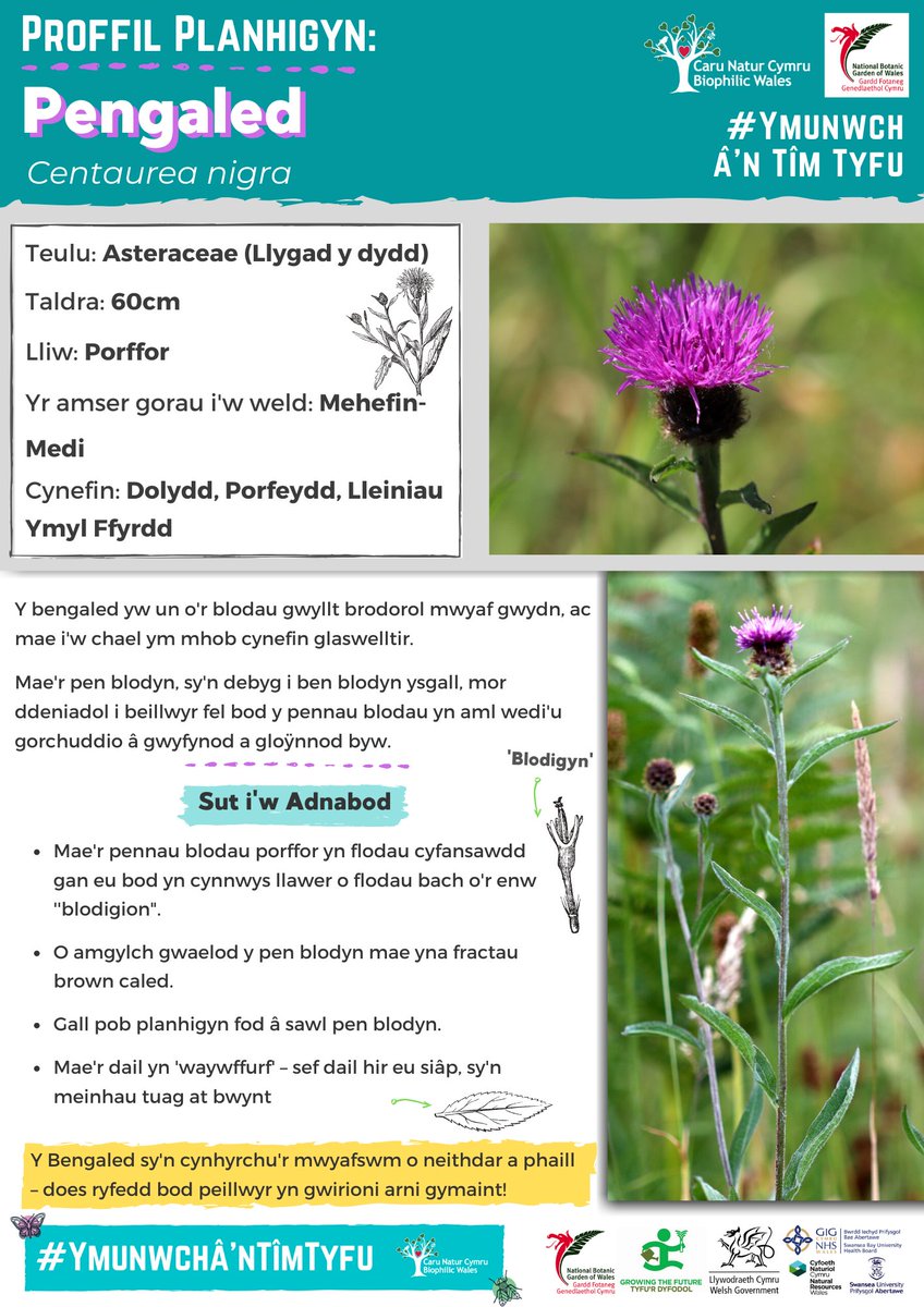 BiophilicWales's tweet photo. Here’s our #JoinOurGrowingTeam plant profile of Common Knapweed, the best native wildflower for pollinators 🦋
Dyma broffiliau planhigion ein #Ymunwchâ'nTîmTyfu o'r canlynol Y Bengaled, y blodyn gwyllt brodorol gorau ar gyfer peillwyr 🦋
#wildflowers #botany #nature #biophilia https://t.co/RNuECafCAU