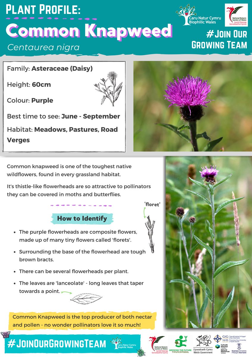 BiophilicWales's tweet photo. Here’s our #JoinOurGrowingTeam plant profile of Common Knapweed, the best native wildflower for pollinators 🦋
Dyma broffiliau planhigion ein #Ymunwchâ'nTîmTyfu o'r canlynol Y Bengaled, y blodyn gwyllt brodorol gorau ar gyfer peillwyr 🦋
#wildflowers #botany #nature #biophilia https://t.co/RNuECafCAU