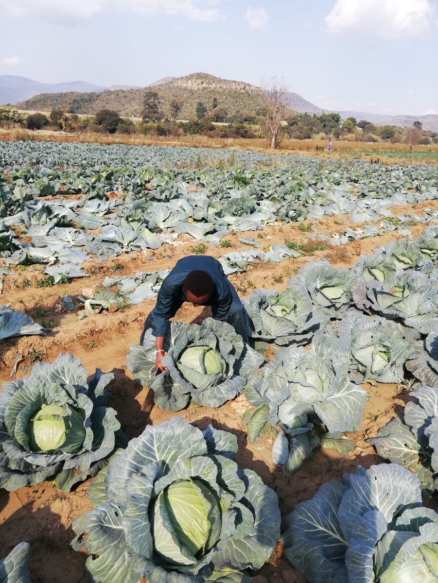 We have cabbages that we had planned to sell for school nutrition programmes. Now the market is down and we are battling. Please help link us with buyers: 0766476228. 🙏😊

<a href="/djsbu/">djsbu</a> <a href="/ukhozi_fm/">Ukhozi FM Official 📻</a> <a href="/RealBlackCoffee/">Black Coffee</a> @DRDLR_online <a href="/SAgovnews/">@SAgovnews</a>