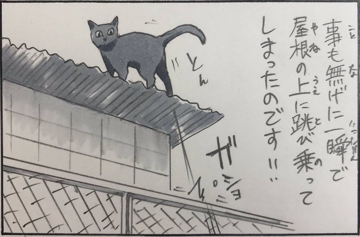 『ノラ猫ファイル④』 