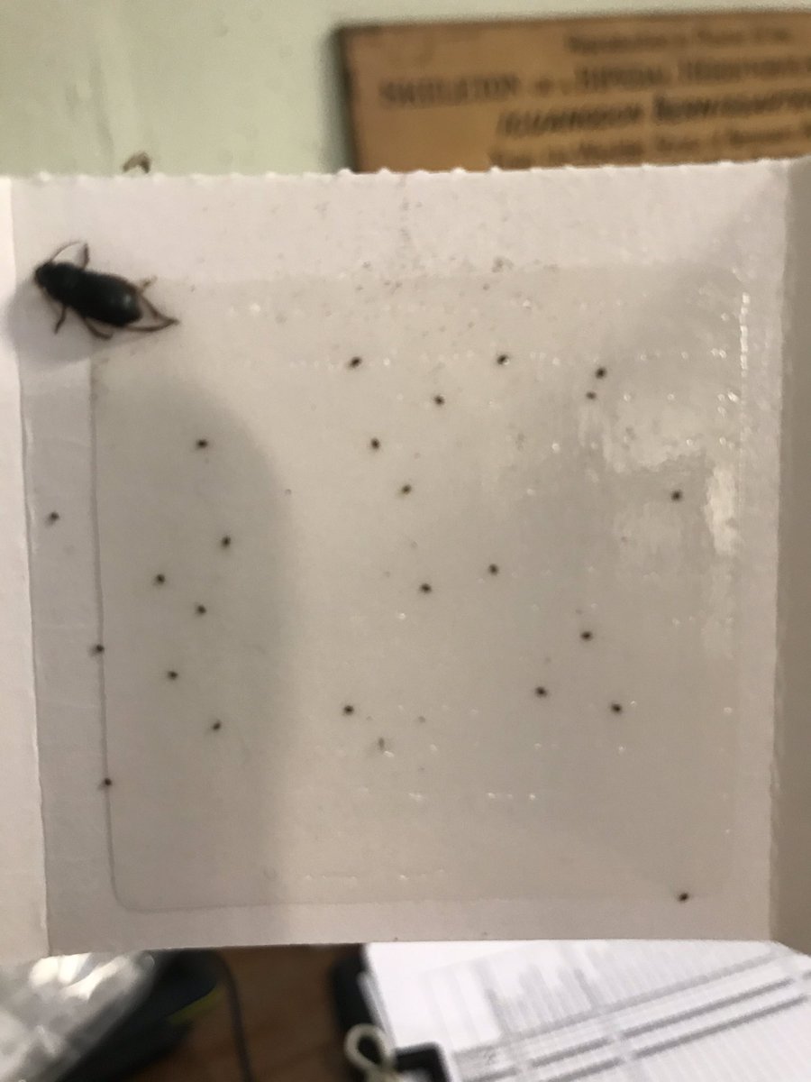 NHM_Cephalopoda's tweet photo. Help me entomology Twitter! What is this? I found a number of them on a blunder trap yesterday. Apologies for lack of scale, they’re about 1-2mm long. Interesting coverage over the trap as well (they’re the small dots). #entomology #helpmeID #IPM https://t.co/GidFljl07g