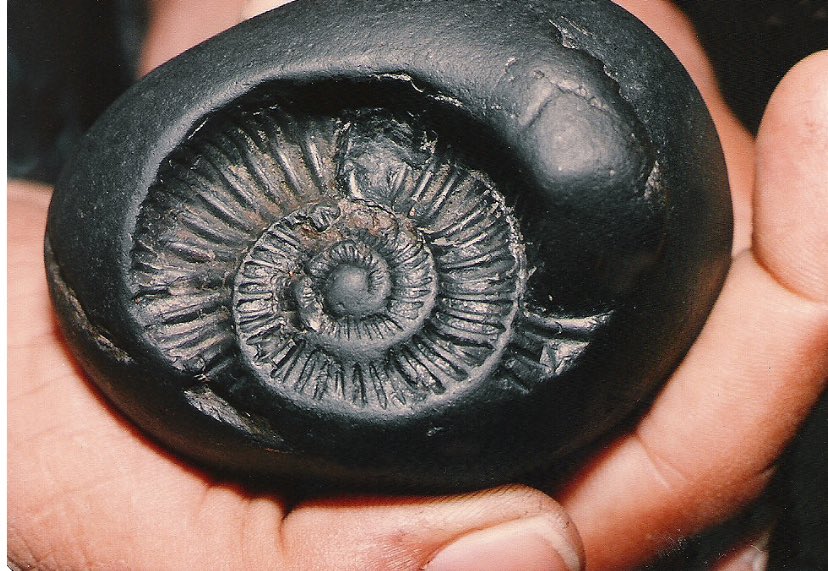 The marks made by the shell of an Ammonite give a Shaligram its characteristic appearance. The pattern resembles the Sudarshan chakra which rests on the finger of Bhagwan Vishnu.