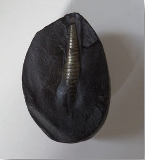 The Shiva Linga Shaligram is one of the most distinctive Shaligrams and typically appears as a round, smooth shila containing a central conical spiral.