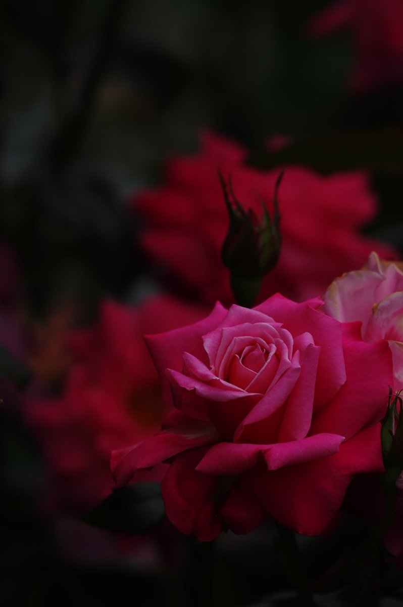 fat_murano's tweet photo. #PENTAX #KP / smc PENTAX FA*300mmF4.5ED[IF]
#バラ #rose #photography #こんばんは #goodevening #夜も一日一バラ #roseinthedark #縦写真 https://t.co/OZ7cWUgQzB