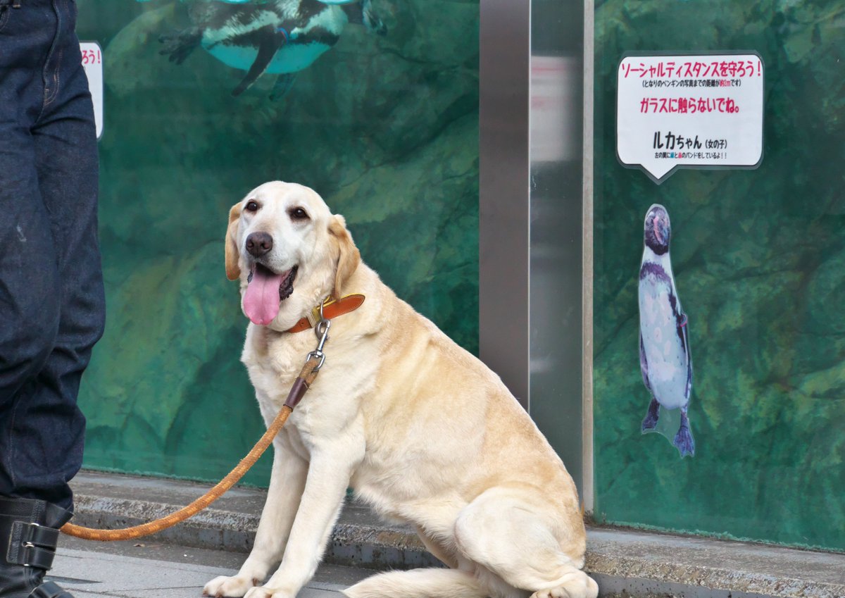 さんと いち きなさんぽ 東武動物公園 ラブラドールレトリバー きなこ T Co Vuq4i9ebhe Twitter