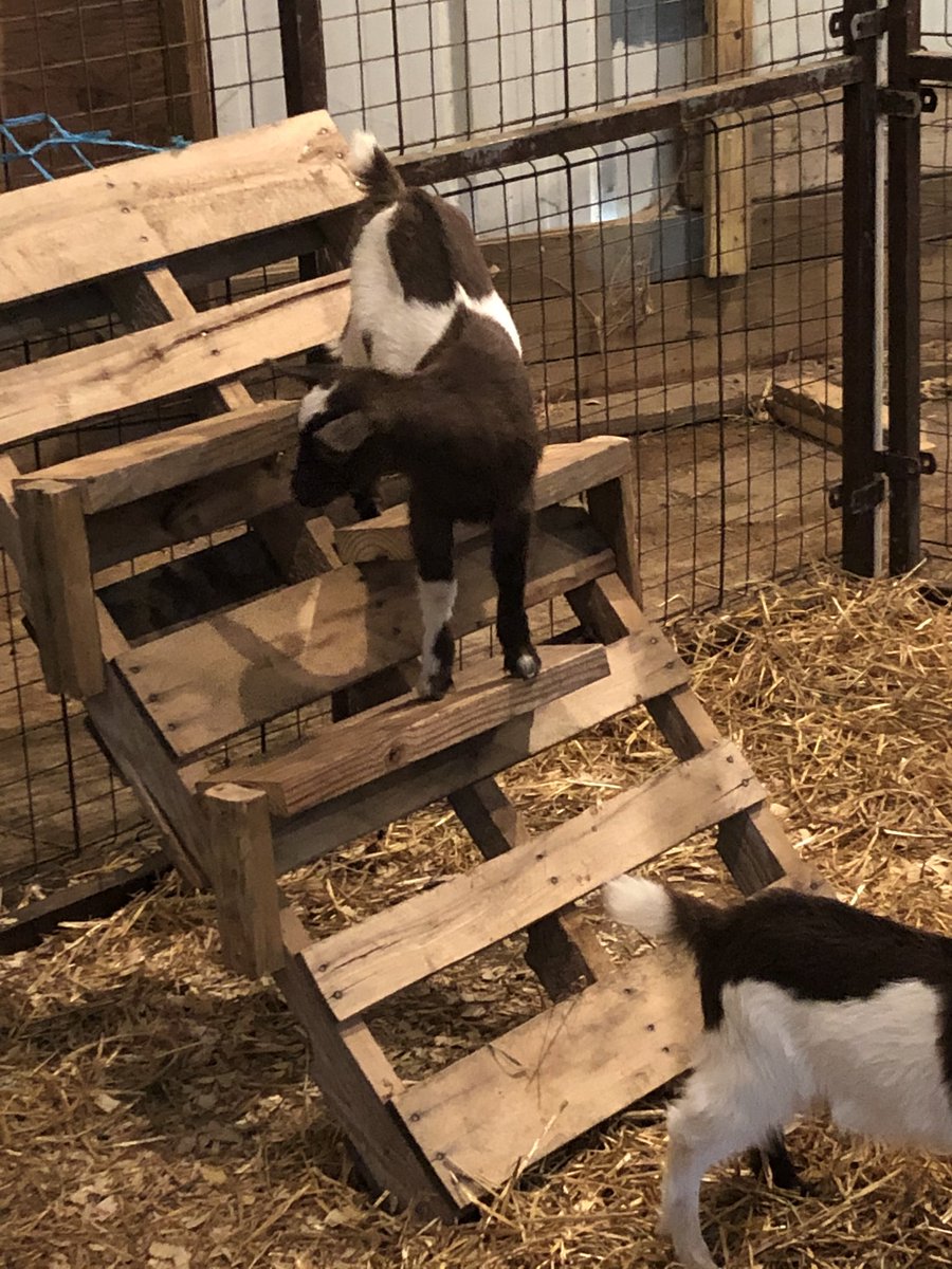 oldbeefguy's tweet image. When it comes to climbing, this species is the GOAT!