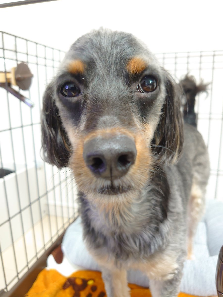 薬剤師with3匹の可愛いわんこたち 犬なのにめっちゃ馬顔 ちょっとこのアングルはあんまり 可愛くないよ ちょこさん 犬好きさんと繋がりたい いぬのいる暮らし 馬顔の犬 ミックス犬 ダップー