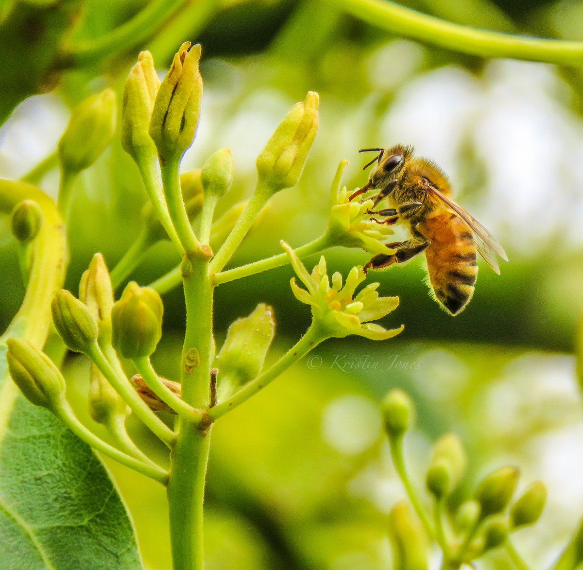 Happy #NationalPollinatorWeek! European/Western honey bees were imported to the U.S.  from Europe in the 17th century for honey production and crop pollination. They still play a large part in many crop systems today, such as this bee pollinating avocado trees in California.