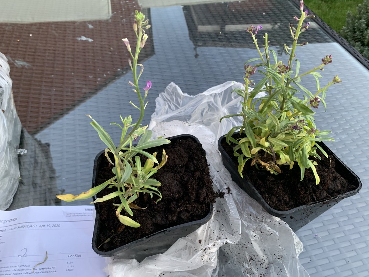 Nicky Raimbaux tweet media