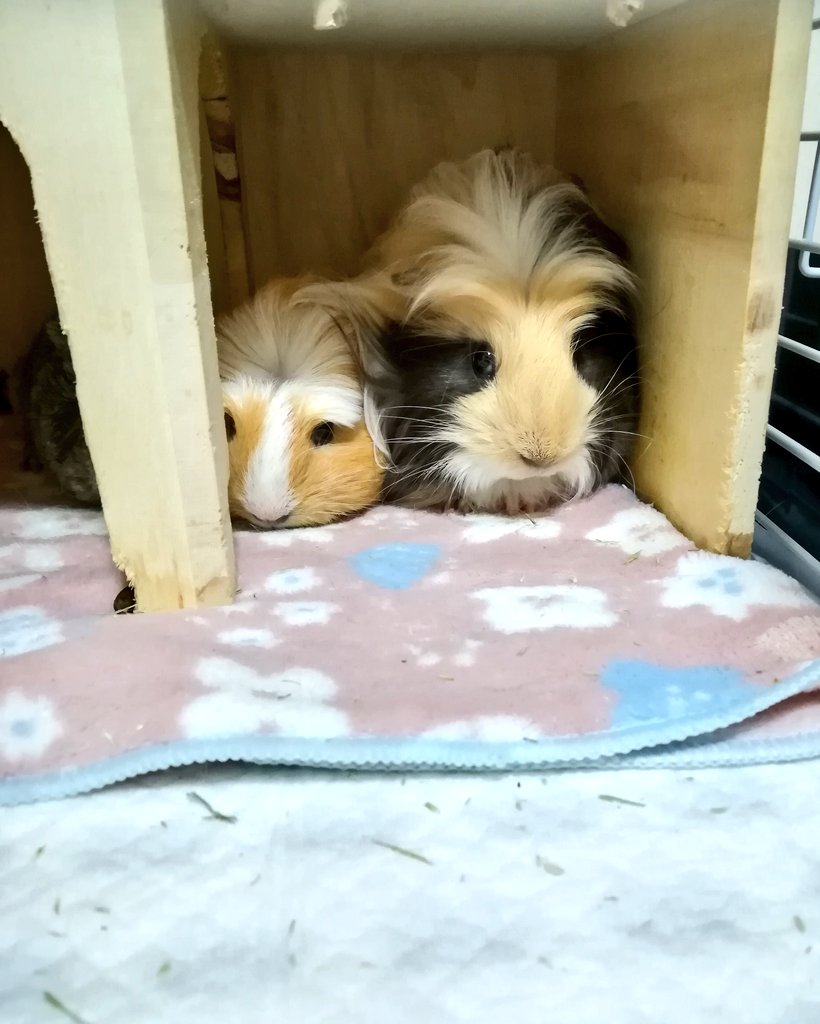moru_koko_'s tweet photo. ハンビンのことが大好きすぎるロアとベル🐹🐹
いつも寝る時はハンビンにくっついて寝てます😍
#モルモット #コロネットモルモット #テディモルモット #シェルティモルモット #小動物 #guineapig #cavya https://t.co/OJaau9W2VE