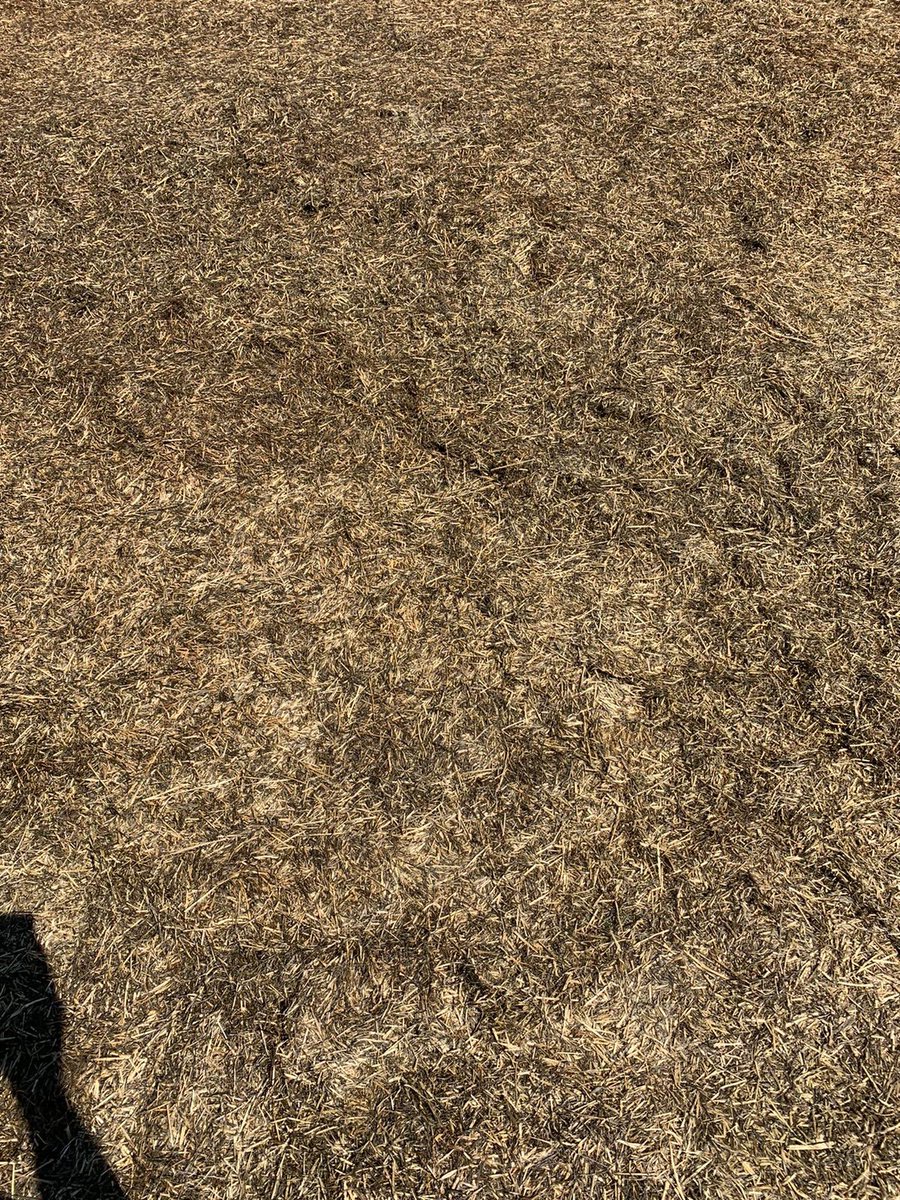 annajanestuart's tweet photo. First cut opened today ready for second cut. 6 weeks since was sheeted. Not a single blade of waste! Happy farmer and happy cows 🐄 😍 #safeguard5 #silageadditive #keepmoreofwhatyoucut @forage_tech https://t.co/vqbPH0VUbd