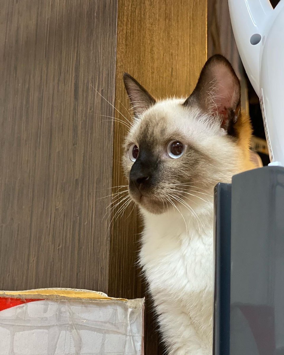 ป้าฟาง 💜 TENLEE #SO10 🐈‍⬛💥 tweet media