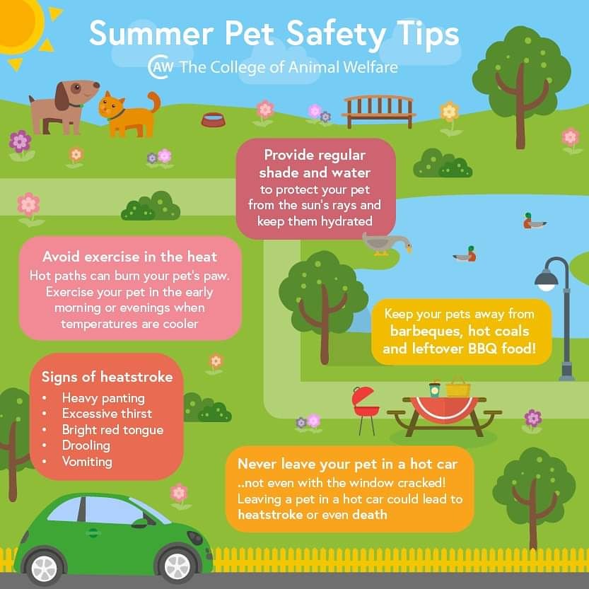IsleofPets's tweet photo. Our friends at the College of Animal Welfare have some great tips for dealing with this heatwave. 
Remember to not walk your dogs in this weather, if you need to walk them take them in the early morning or late evening when it’s cooler for a gentle stroll. https://t.co/nZmZ3rQBVO