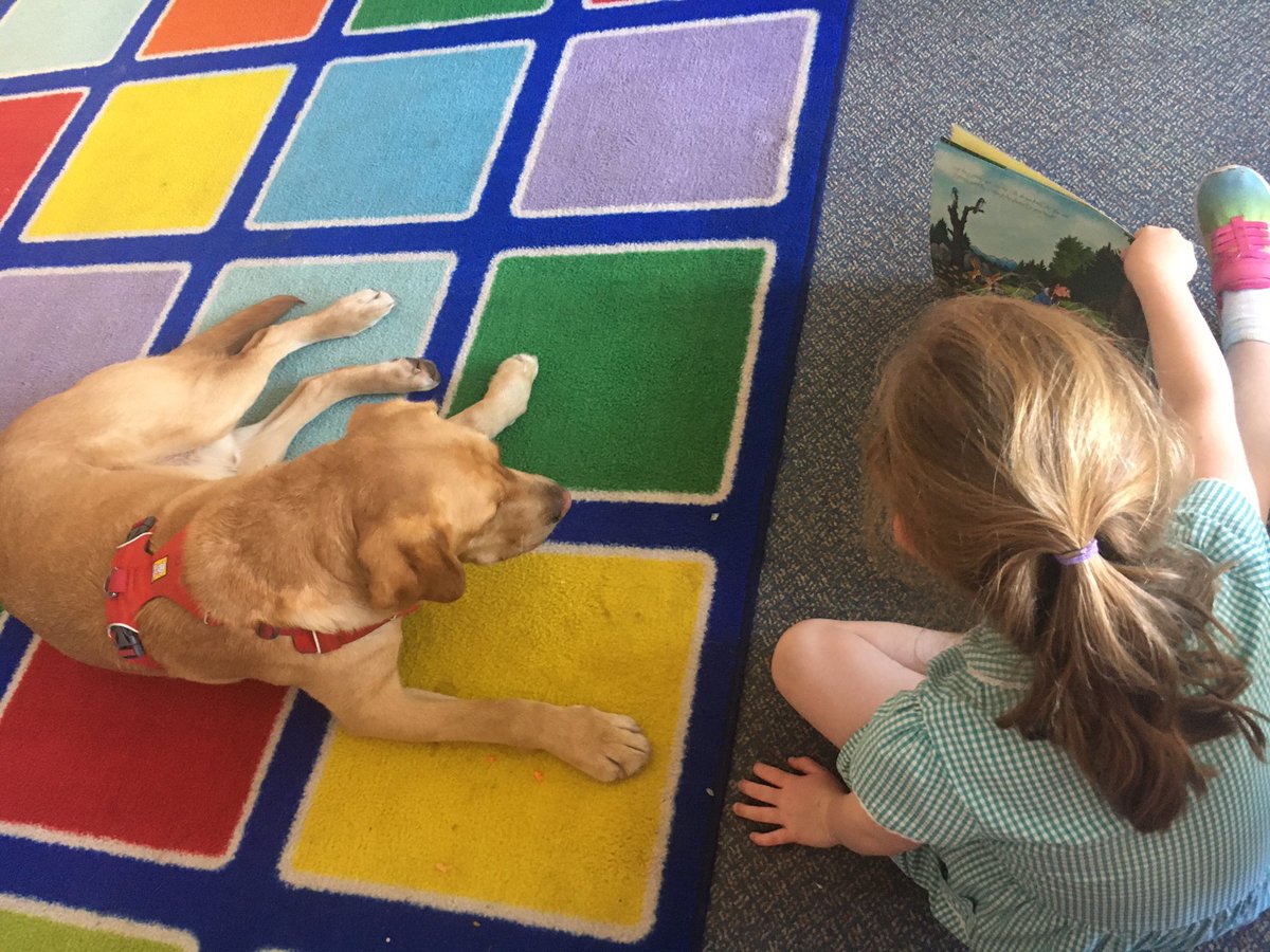 Henry loved listening to Zog over lunchtime today. #readingforpleasure #readingdog #fourleggedfriend