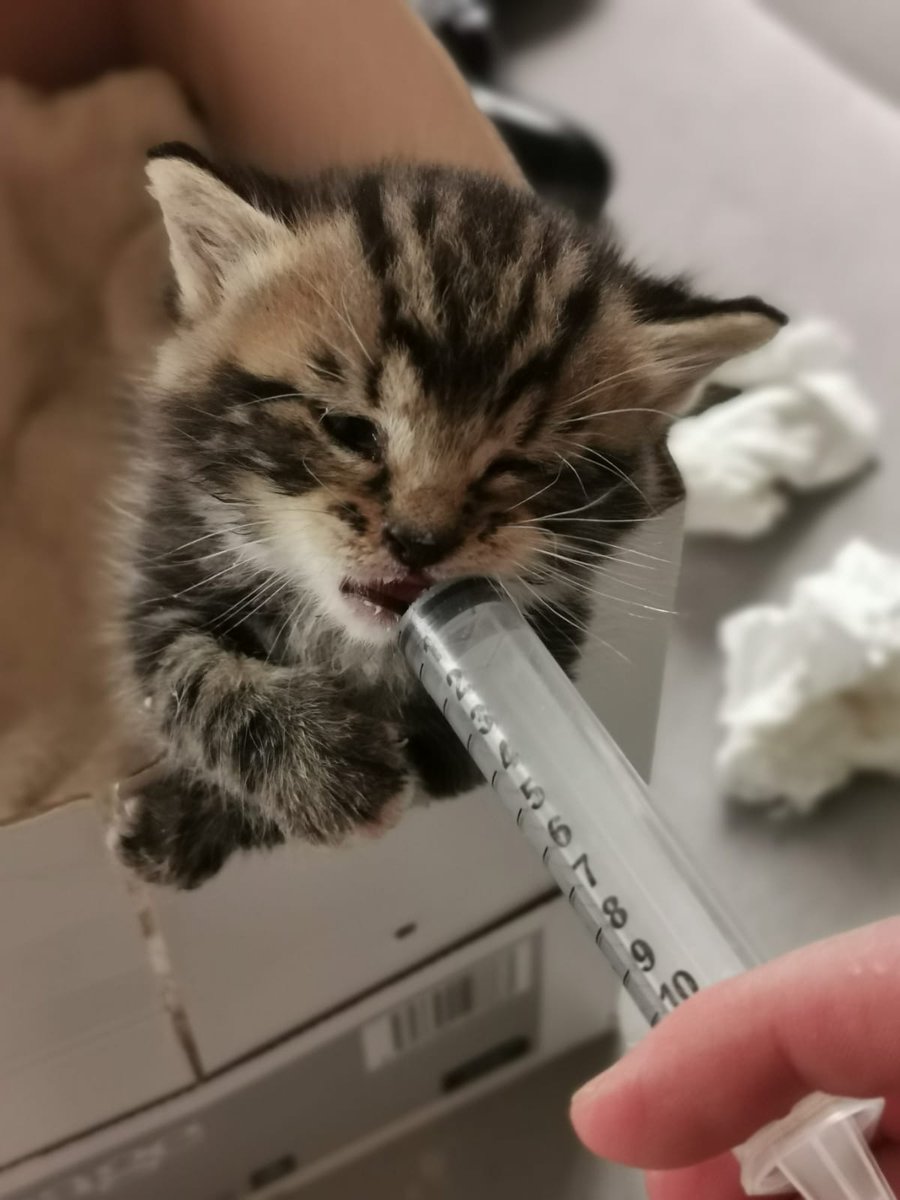 gardainfo's tweet image. This little Lady was handed into the Gardaí at the Bridewell in Dublin y/day, we are taking good care of her until she finds a new home
#HereToHelp
#InThisTogether