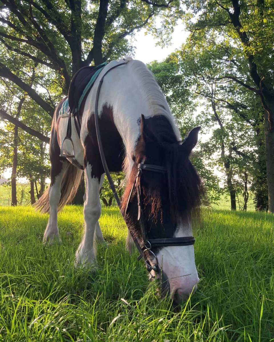 What have you been up to away from Cam? Are you managing to ride? Our new secretary Amy has sent in these gorgeous pics of her hacking out - send in your photos to be featured on our socials!