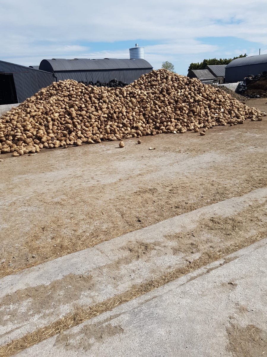 Beet pitted back in the spring as an insurance against a drought really coming into its own the last 2.5 weeks on this customers farm. Only 6kg DM of grass available in the diet and cows still holding 2.1kg MS #drought20 <a href="/AlltechIreland/">Alltech Ireland</a> <a href="/KEENANsystem/">KEENAN</a>