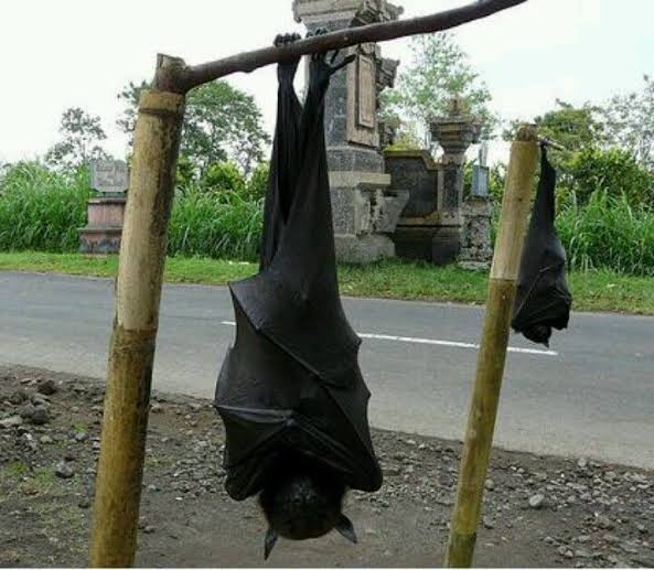 hyunchanee_exo's tweet photo. my anger for sm turned into fear because of this... giant golden-crowned flying fox, aka the golden-capped fruit bat... endemic in the philippines... https://t.co/b9z715j8Cv