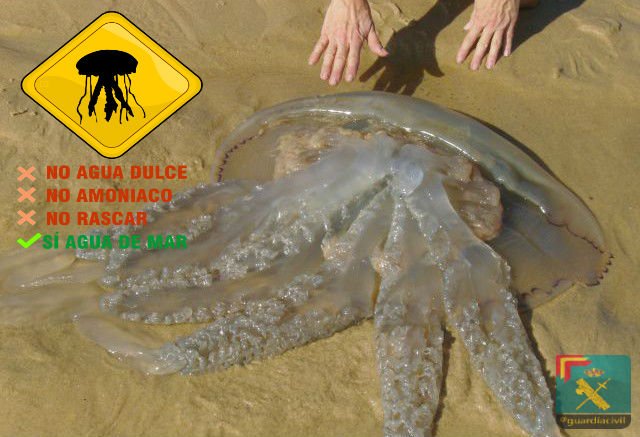 guardiacivil's tweet photo. Las picaduras de medusa son un incidente típico en las jornadas playeras de verano
#KeepCalm y sigue estos consejos https://t.co/lhy2CN7WBG
