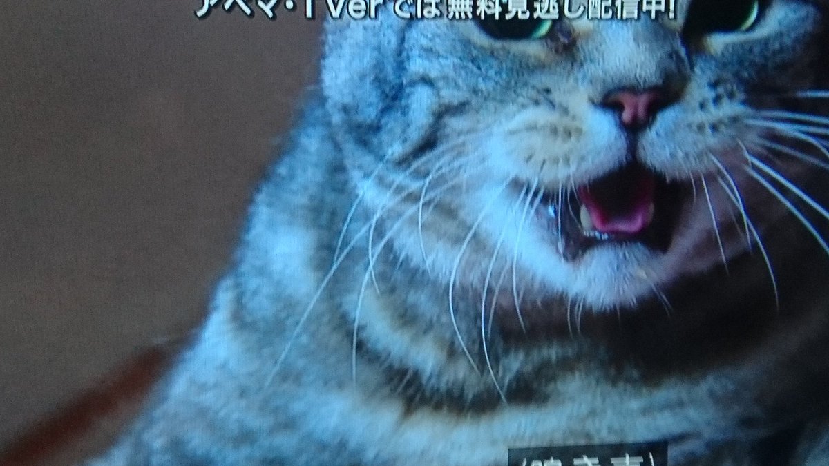 6月25日 警視庁 捜査一課長で ビビ が話題に トレンドアットtv
