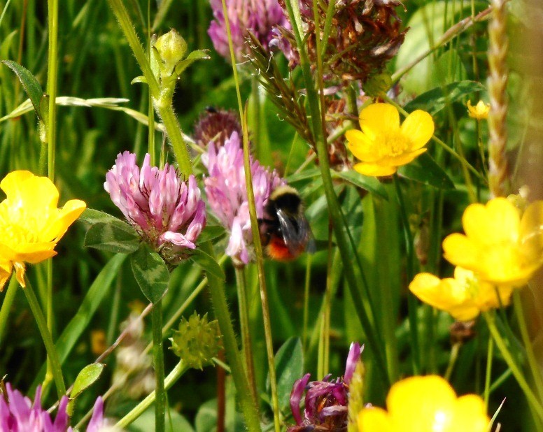 forestofbowland's tweet photo. Very excited about our online events next month! Join us to find out all about bees &amp; wildflowers (and local gin!), Bowland's waders and how to get the best out of bat detectors.... @PendleHillLP @Natures_Voice @gailbatlady https://t.co/UD1089DT65 https://t.co/sMshHAQZzl