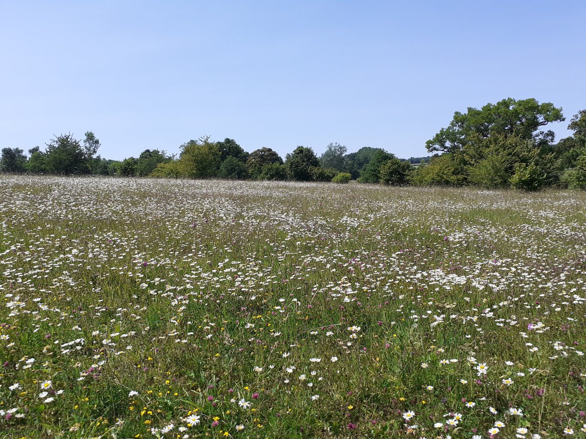 Wildflower meadows in full swing @CumberwellPark A fantastic habitat and food source for all our pollinators 🦋🌼🌸🌱🐝 @golfenvawards #OperationPollinator