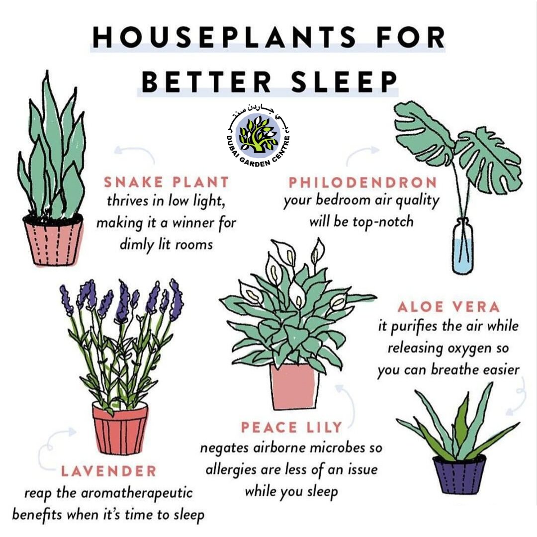 Some must-have #houseplants to help you #sleep better at night. ⁠
#apartmenttherapy #livingroomstyle #houseplantdiary #houseplantjournal #calathea #succulentplant #plantnerd #houseplantsmakemehappy #houseplantplantclub #bohohomedecor #planttipsthursday