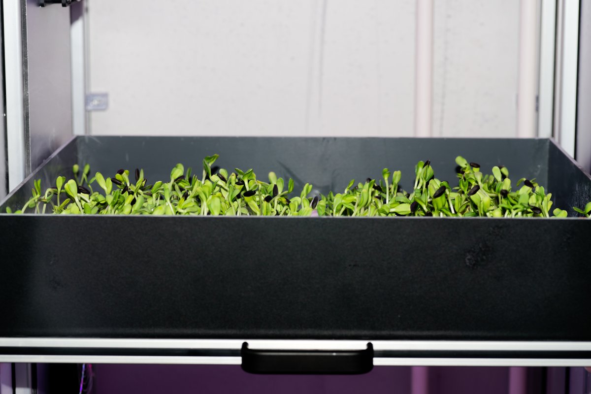 Vegzfr's tweet photo. Nos micro-pousses de tournesol poussent directement au sein du restaurant afin de conserver la fraicheur jusqu'à l'assiette! 
#instafood #microgreen #tournesol #growlocal #healthy #vegan #indoor #potager #farming #fresh #local #foodtech #chef #gastronomie #cuisine #restaurant https://t.co/II6X7GpTHg