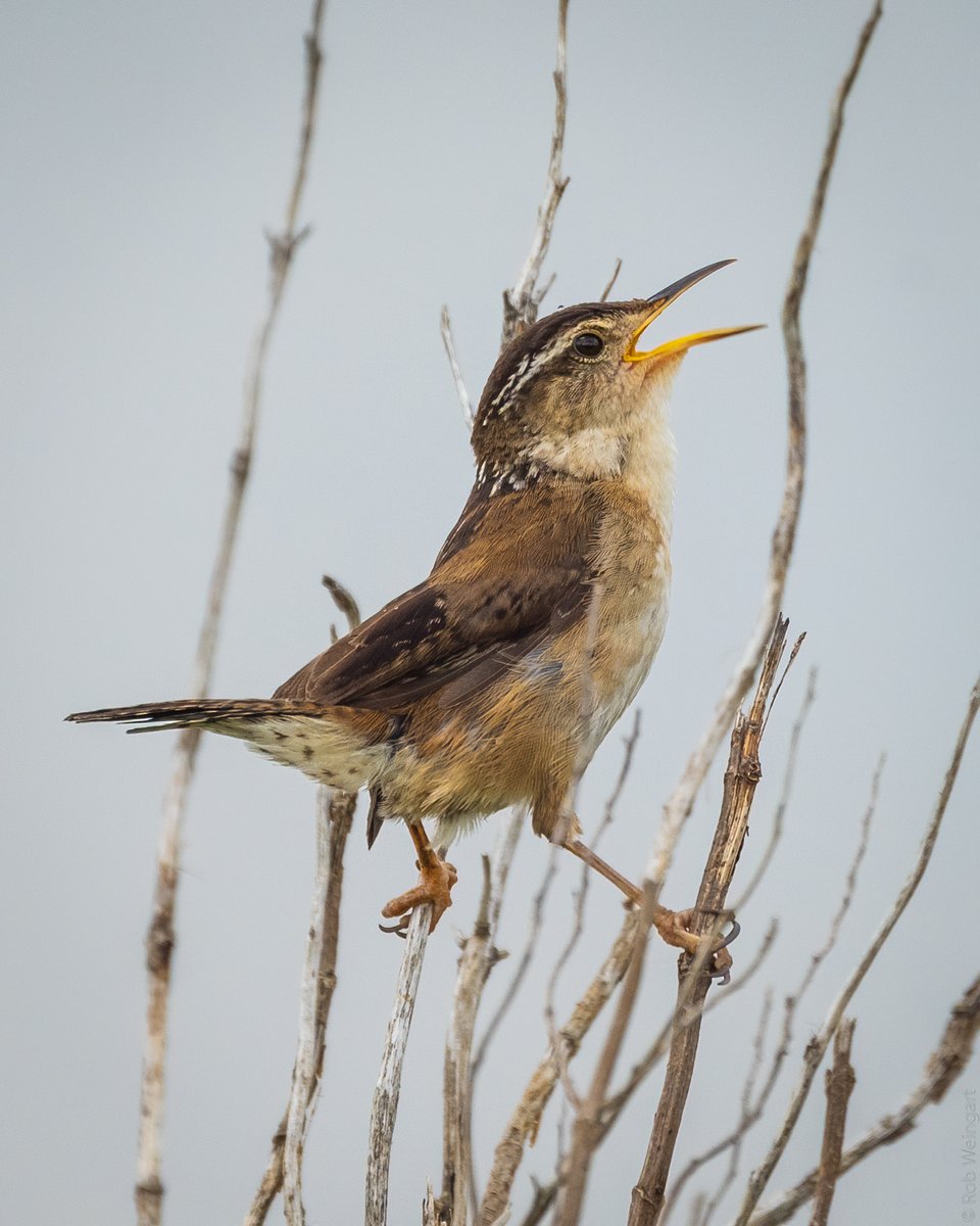 Song of the Marsh Wren - #TBT Summer 2019

#marshwren #wren #classicpose
#wildlife #wildlifephotography #birding #birdtonic