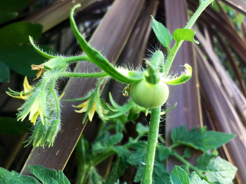 OMFG, a tomato. An actual, real-life, goddamn TOMATO is growing on one of my tomato plants. Holy shit, THIS IS HAPPENING. 