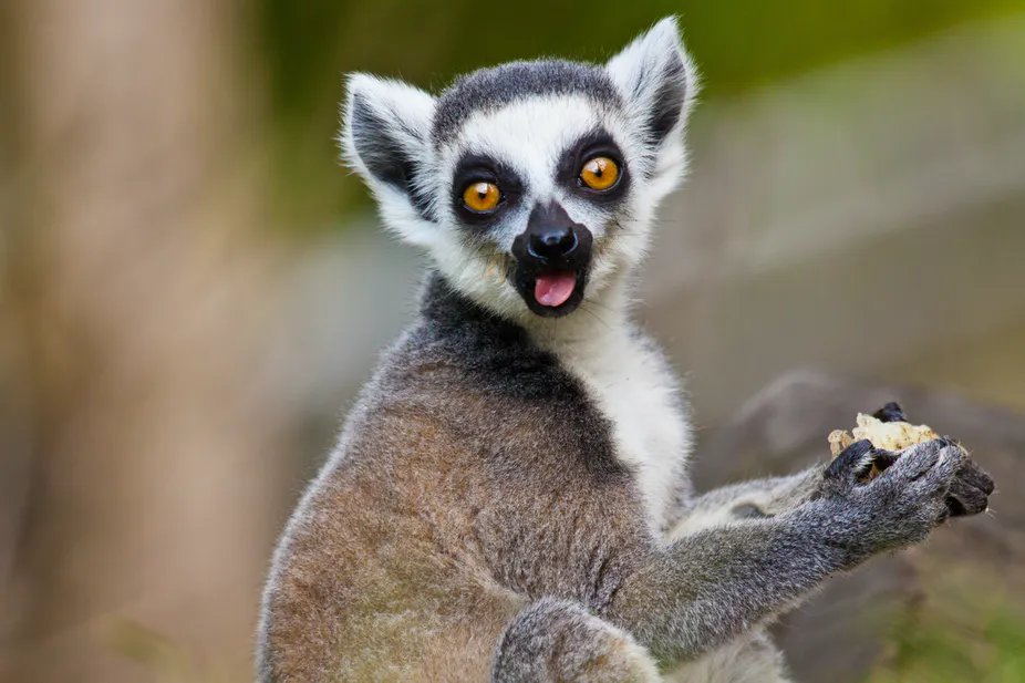 This is hard to prove but it is possible that evolution has selected traits making humans more resilient to coronaviruses exposure. Perhaps our ancestors or even lemurs already had major existential threats in the past! Thank you! #COVID19 18/x https://images.app.goo.gl/iDmZbMA8xAiS8H4g9