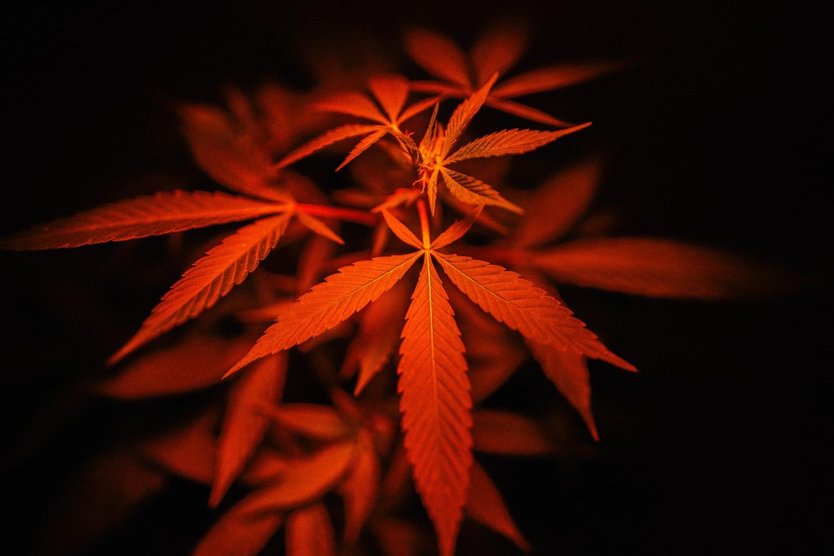 "We shall, by and by, want a world of hemp more for our own consumption." - John Adams

#Hemp #Cannabis #USCannabisConferenceAndExpo