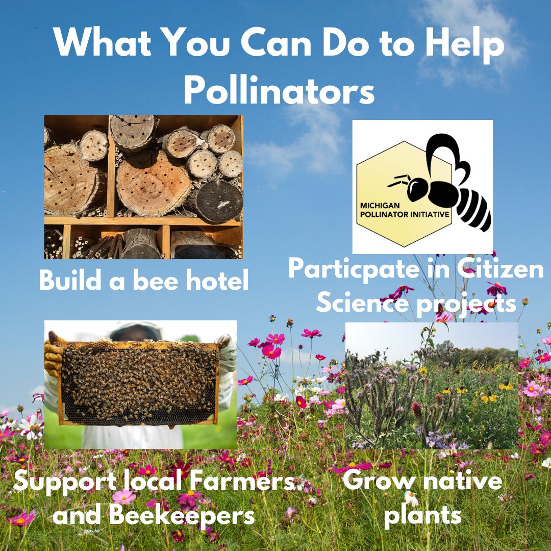 Wondering what you can do to help pollinators for #NationalPollinatorWeek?
Build a bee hotel bit.ly/2BAIz5E
Contribute to Citizen Science bit.ly/3eBSRks
Support local farmers &amp; beekeepers
Grow Native plants bit.ly/3hXTWW9 &amp; bit.ly/2B9NSZY