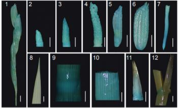 PlantPhys's tweet image. Rice GROWTH-REGULATING FACTOR7 Modulates Plant Architecture through Regulating GA and IAA Metabolism #Auxin #LeafDevelopment #Transcription #PlantSci #PlantBiology doi.org/10.1104/pp.20.…