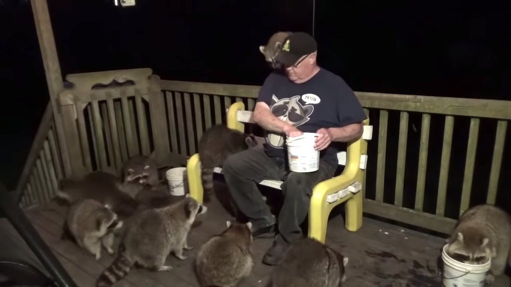 LaughingSquid's tweet photo. A Generous Man Happily Feeds a Group of 17 Hungry Raccoons Gathered on His Back Porch in Nova Scotia https://t.co/6ZinAZq3o3 https://t.co/fUA36Qiyox