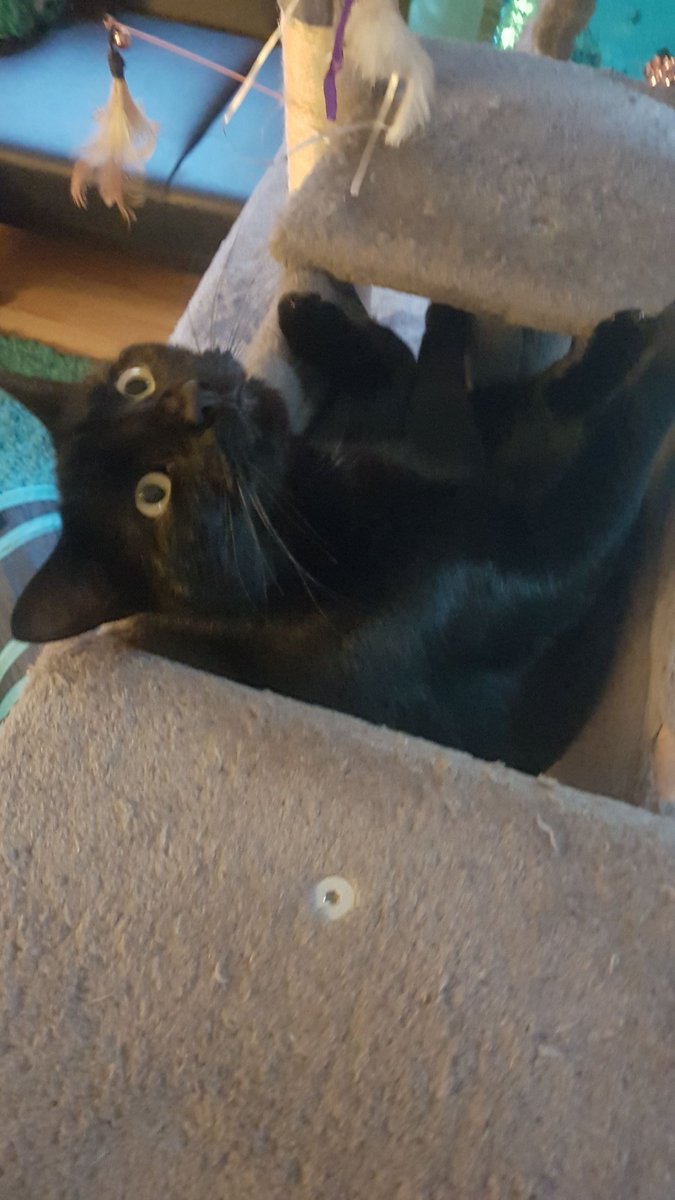 LucifurLast's tweet photo. What am I looking at?? Could be bugs, could be spiders, could be the spirits of long passed tortured souls, who knows!! #Browl #catsoftwitter #blackcatsrule #keighleycatcare #panfursquad https://t.co/ZgiWfKRBjp