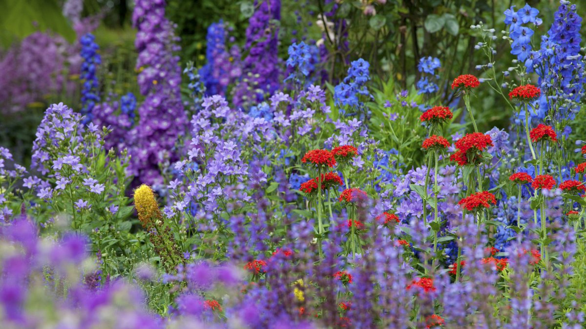 BAGDcourses's tweet photo. Colour is a vital factor in the garden, creating different moods - it can be front and centre or much more subtle 🌈
Here are our tips to help you create the perfect colour scheme for your garden ➡️ https://t.co/4ZgRR3v1am
#gardendesign #gardendesigntips #BAGD https://t.co/3kM04haVxv