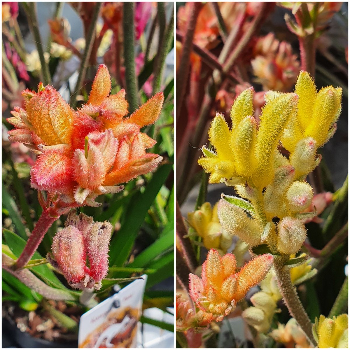 We have Kangaroo Paws or Anigozanthos, (to give them their botanic name) in our plant house. They are natives of Southern Australia and the flower shape has the look of the foot and claws of a Kangaroo! 🔎 Find us on the A149 near Stalham ☎️ Call us on 01692 580226