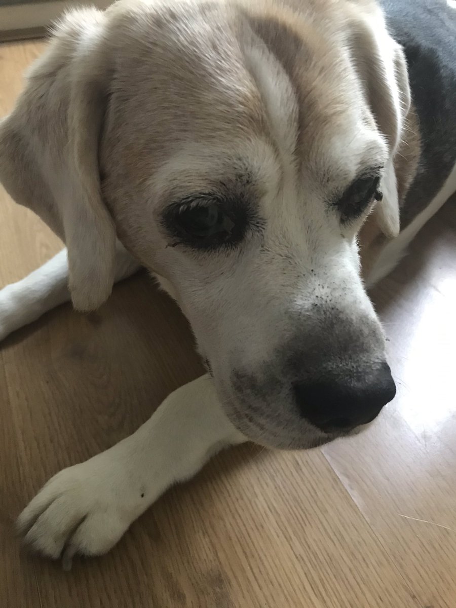 What Bonio? I can assure you there are no Bonios buried in the garden! #Beagling