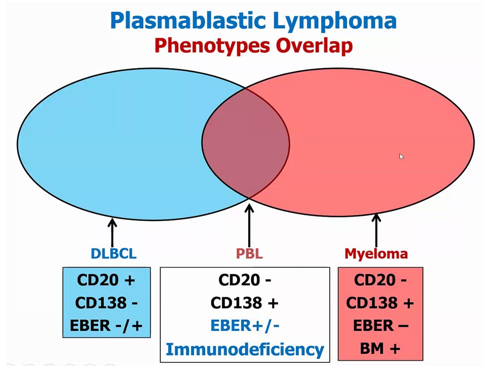 Siba El Hussein, MD tweet media