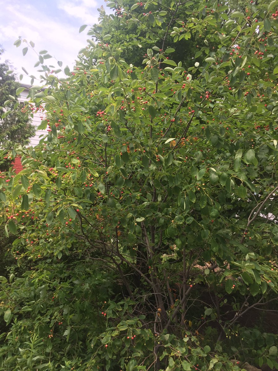 Our service berry tree in the learning garden will be ripe for picking in the next couple of days. The berries are delicious!